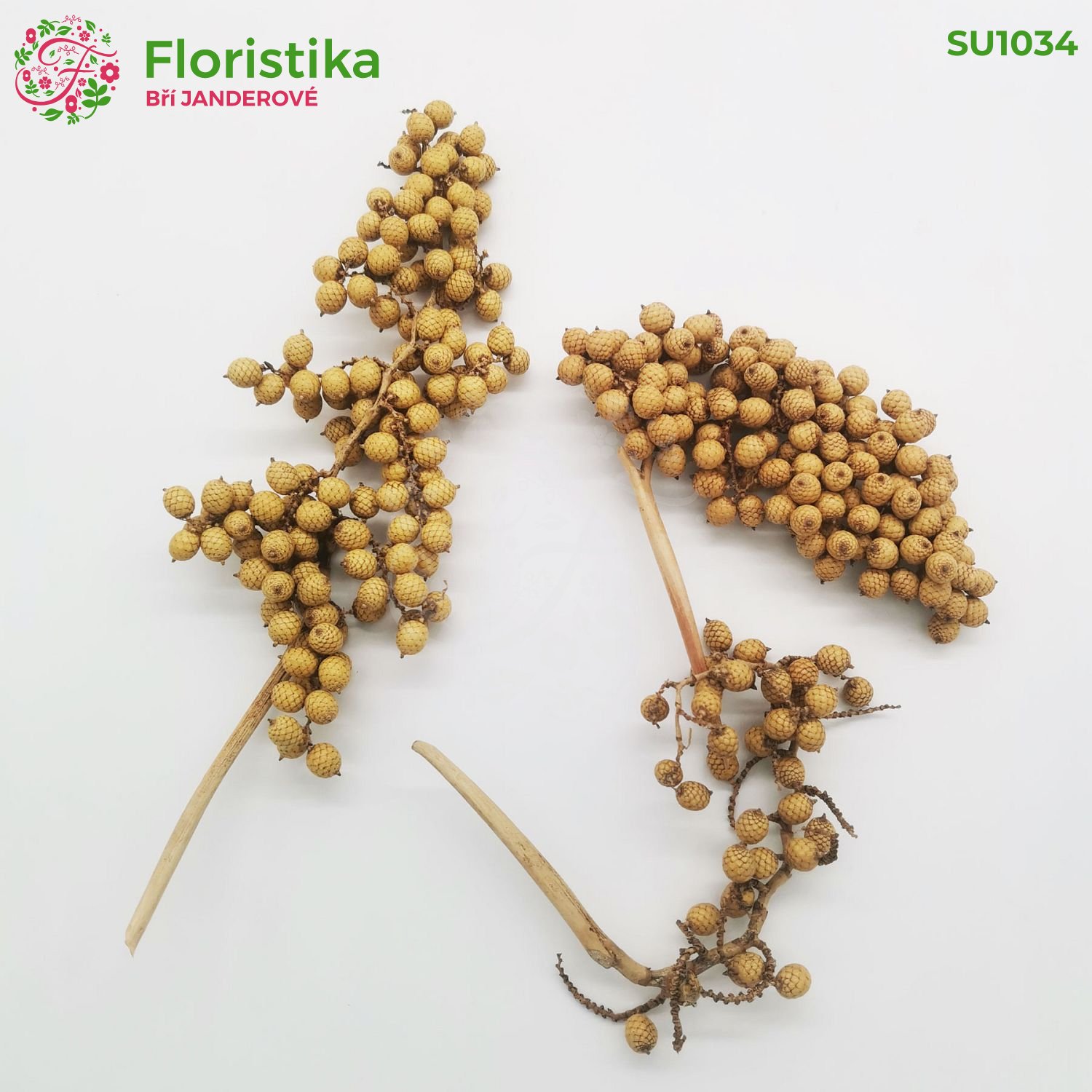 Canella prírodná - 20 ks