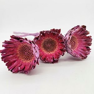 Compacta frosted pink 30ks