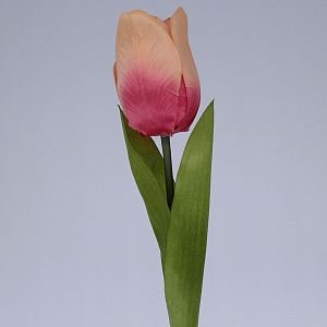 Tulipány velké