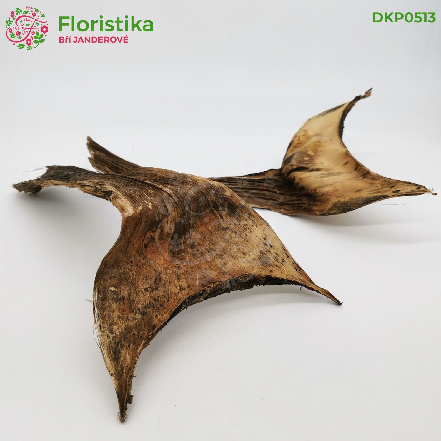 Agáve přírodní – 20–25 cm (balení 6 ks)