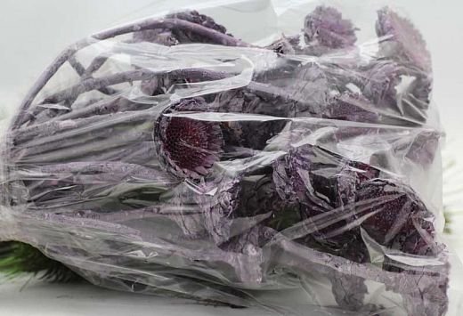 SU0138 Compacta frosted purple 30ks