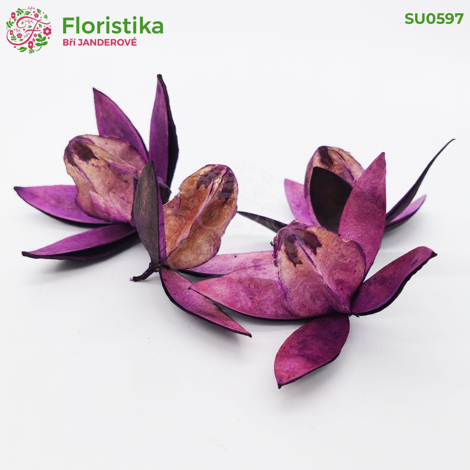 Divoká ľalia - fialová - 30 ks