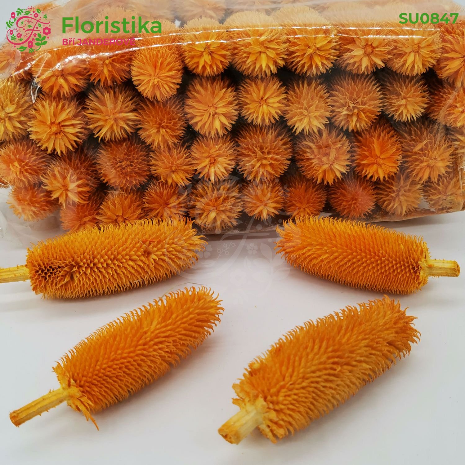 Hlavička bodláku dipsacus - 500 gramů