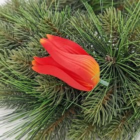 Hlavička tulipánu