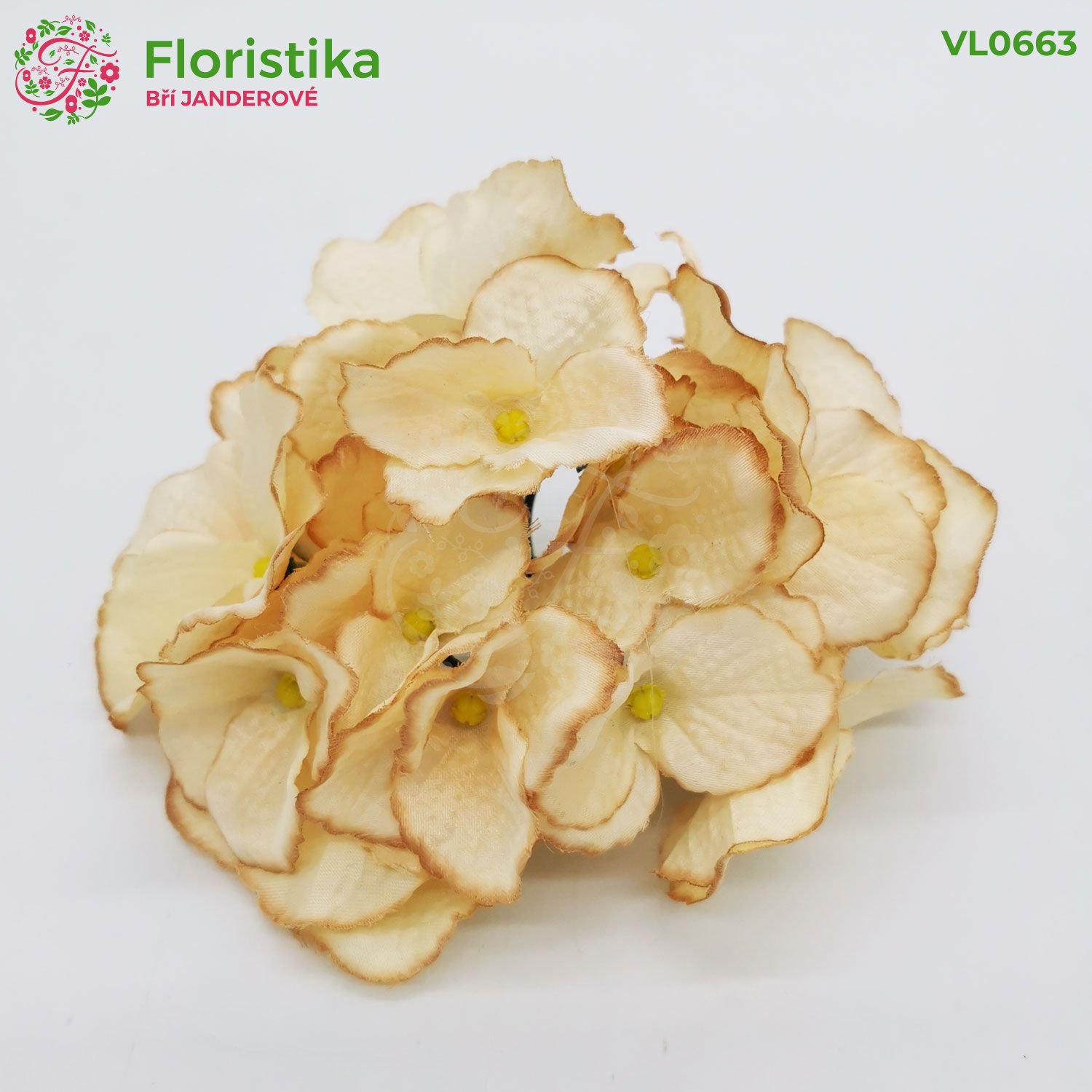 Hortenzie losos hnědý lem