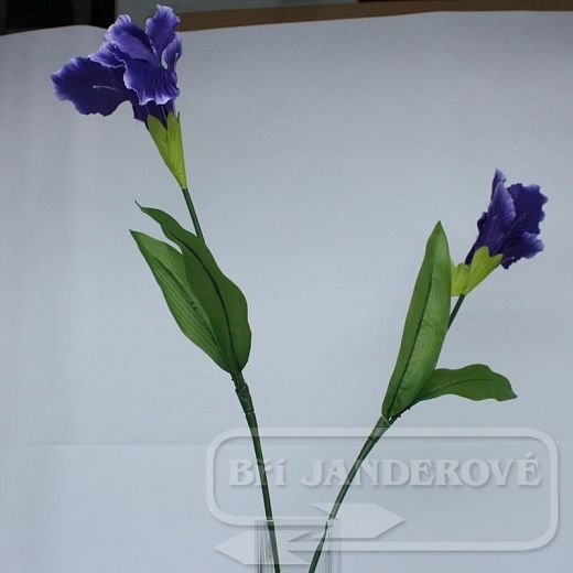 LS0184 Iris - fialová