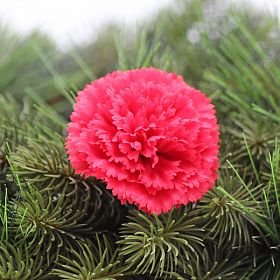 Karafiátová hlava plochá