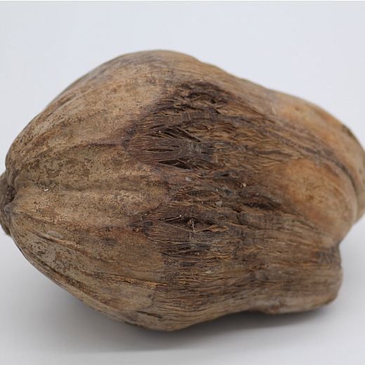 SU1000 Kokosový orech veľký - 3ks