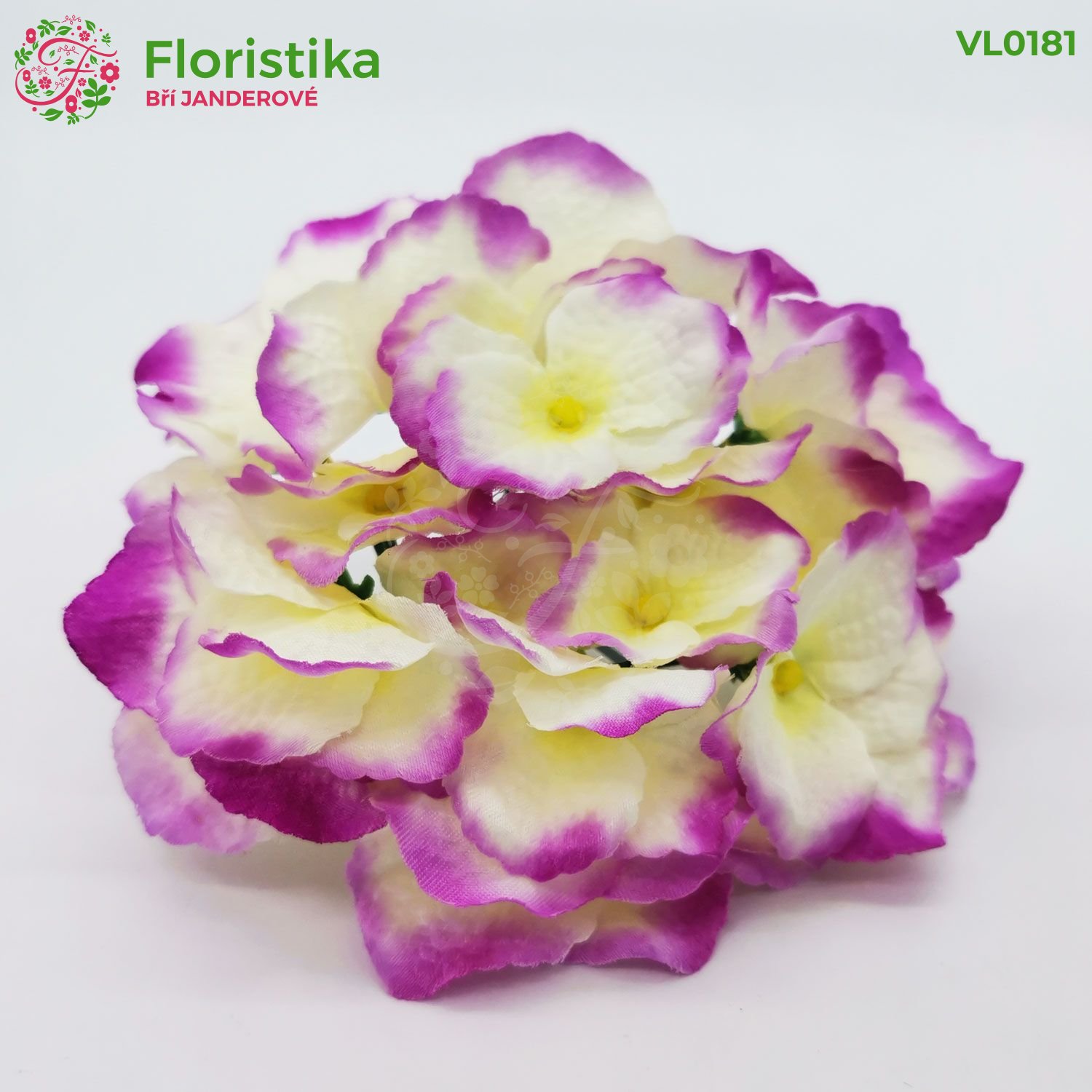 Květ hortenzie krémová fialový lem