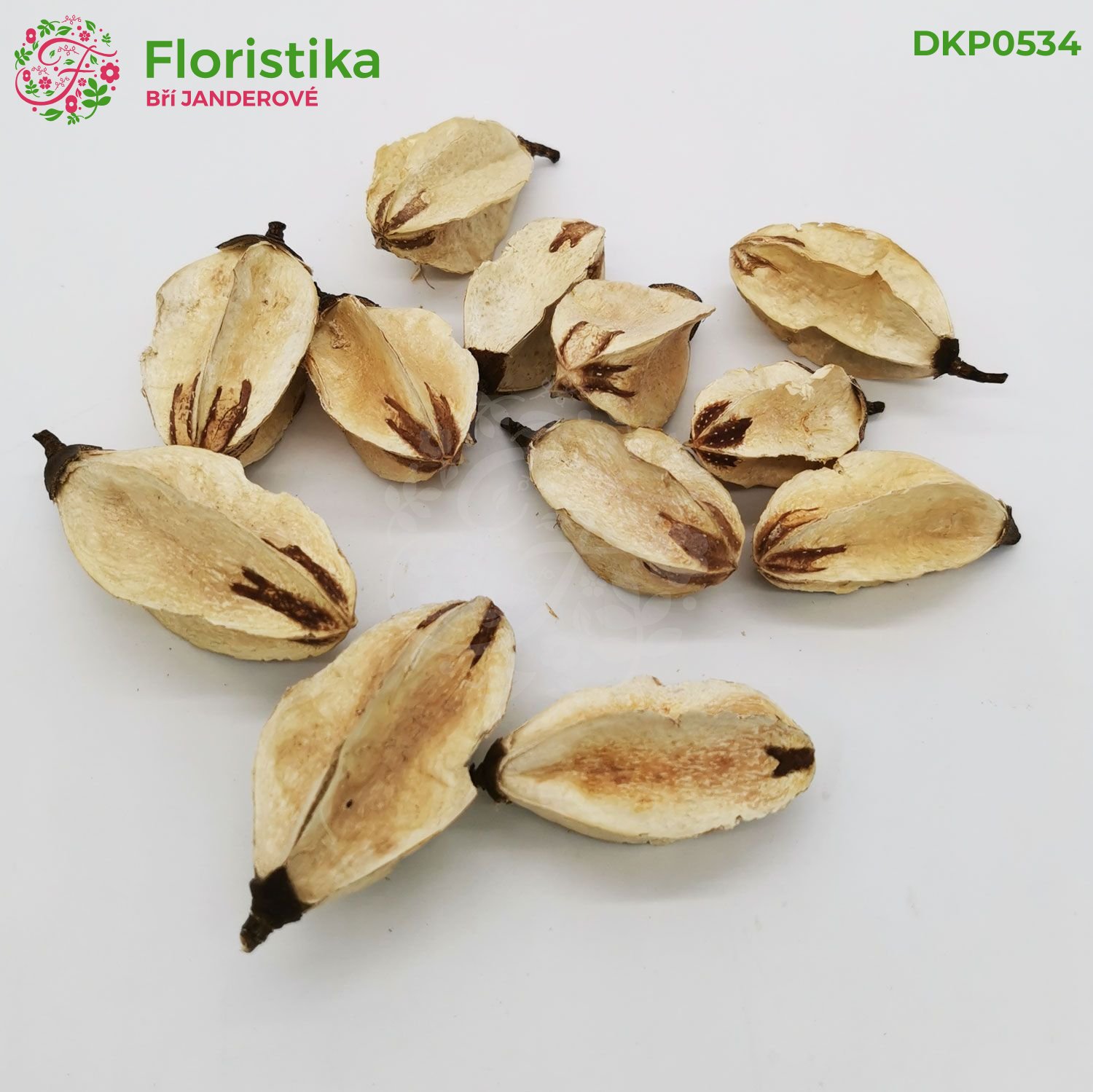 Lily centr medium natural 5-8cm/12ks