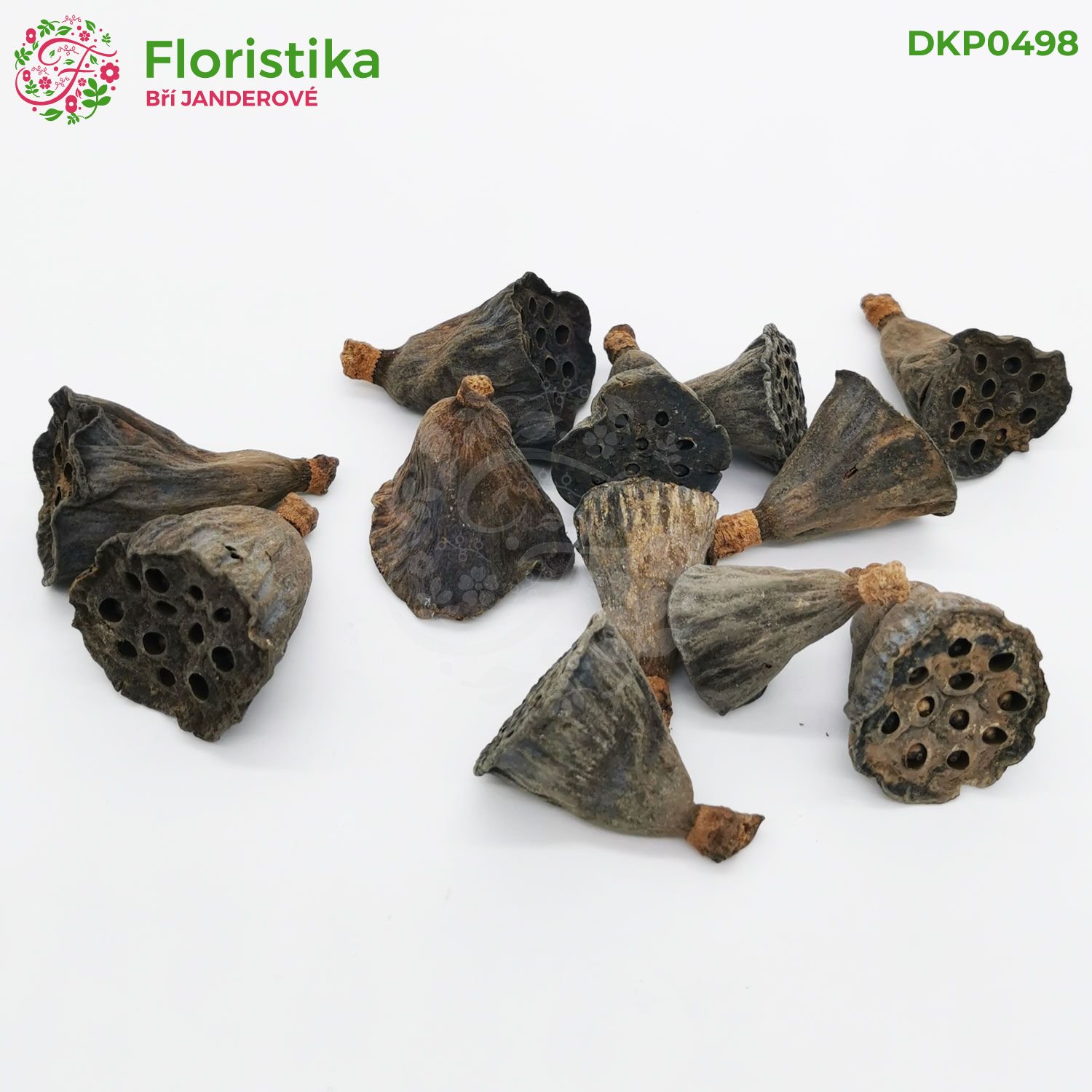 Lotos mini 2,5-5cm/36ks