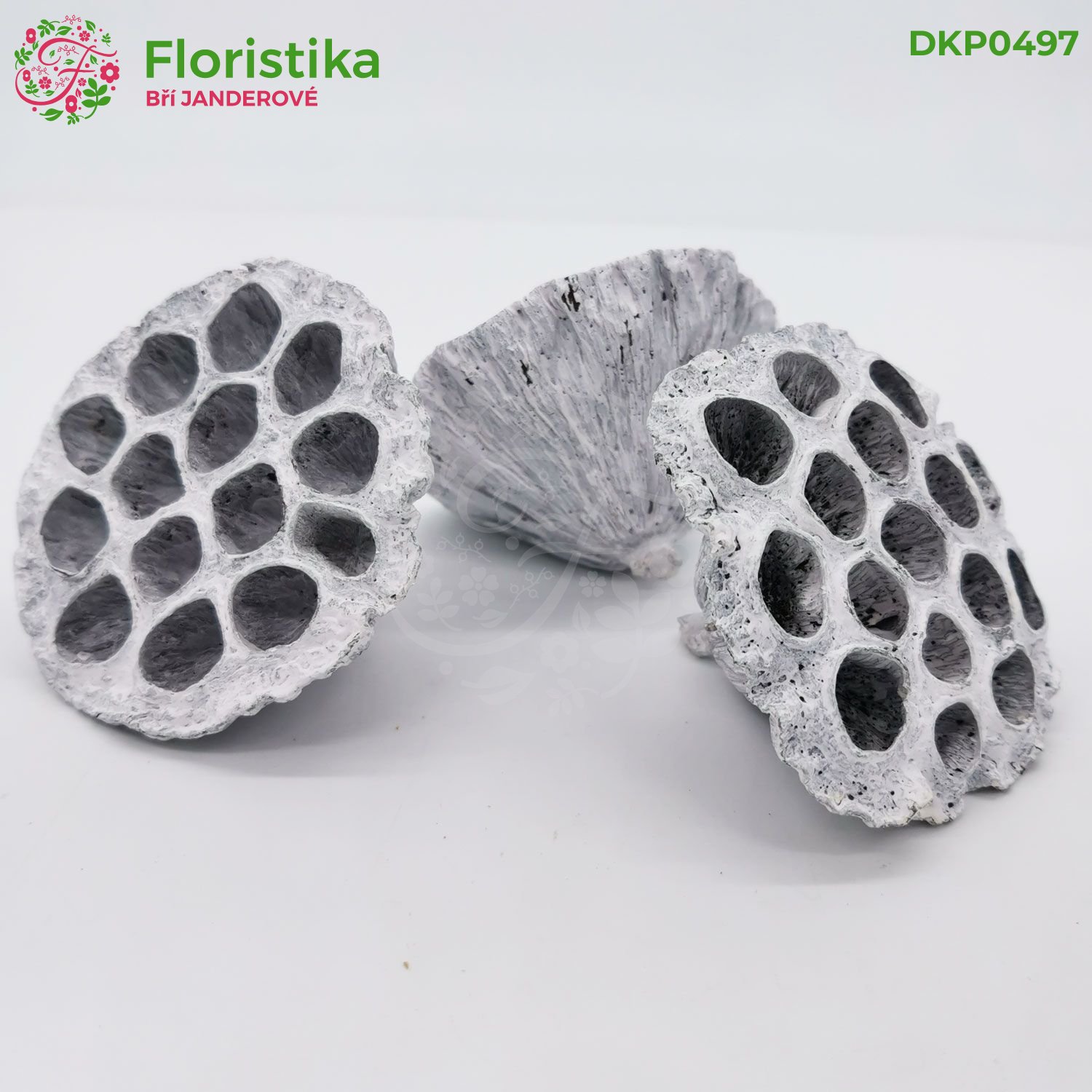 Lotos pod 10-12cm/12ks - pobělený