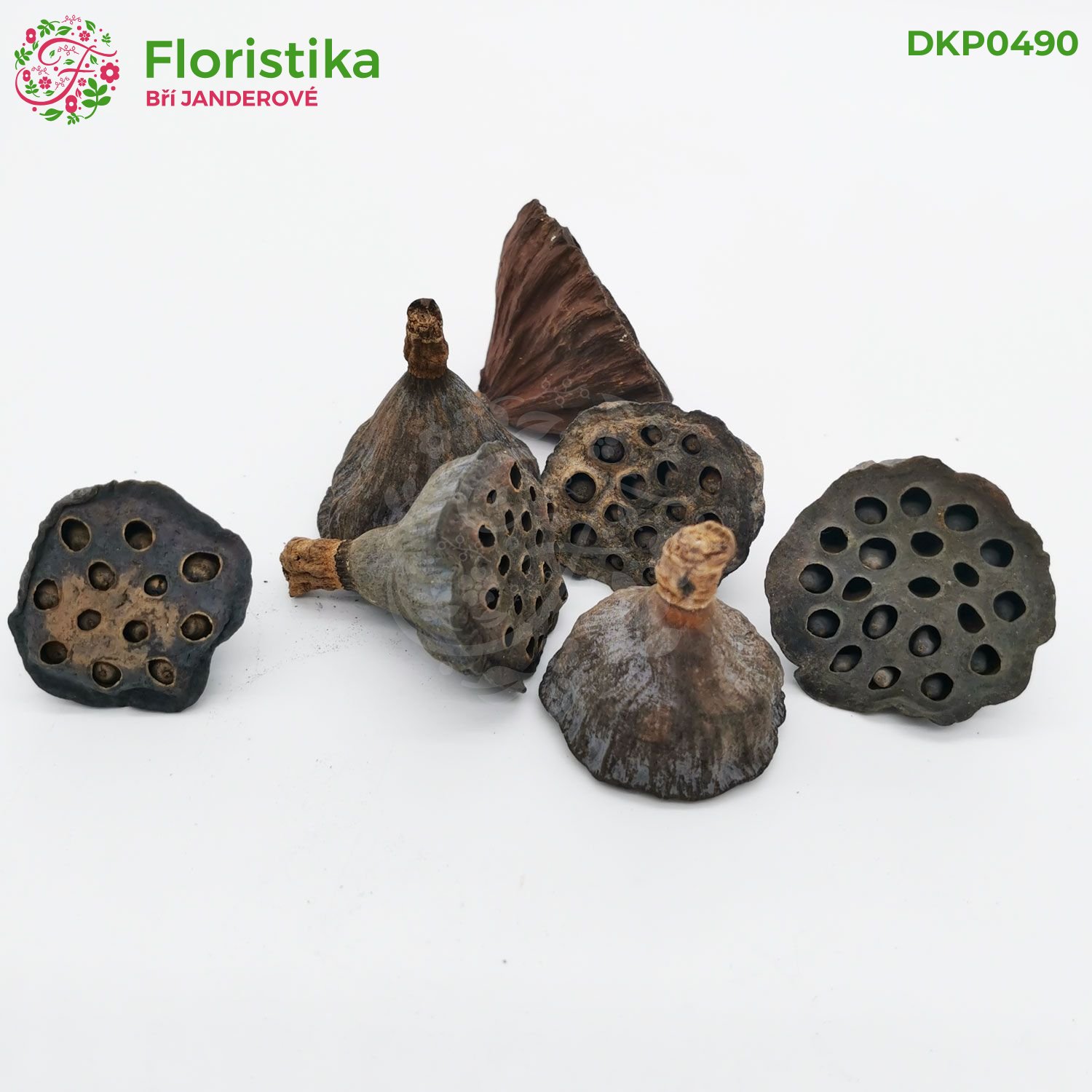 Lotos pod 4-6cm/36ks - přírodní