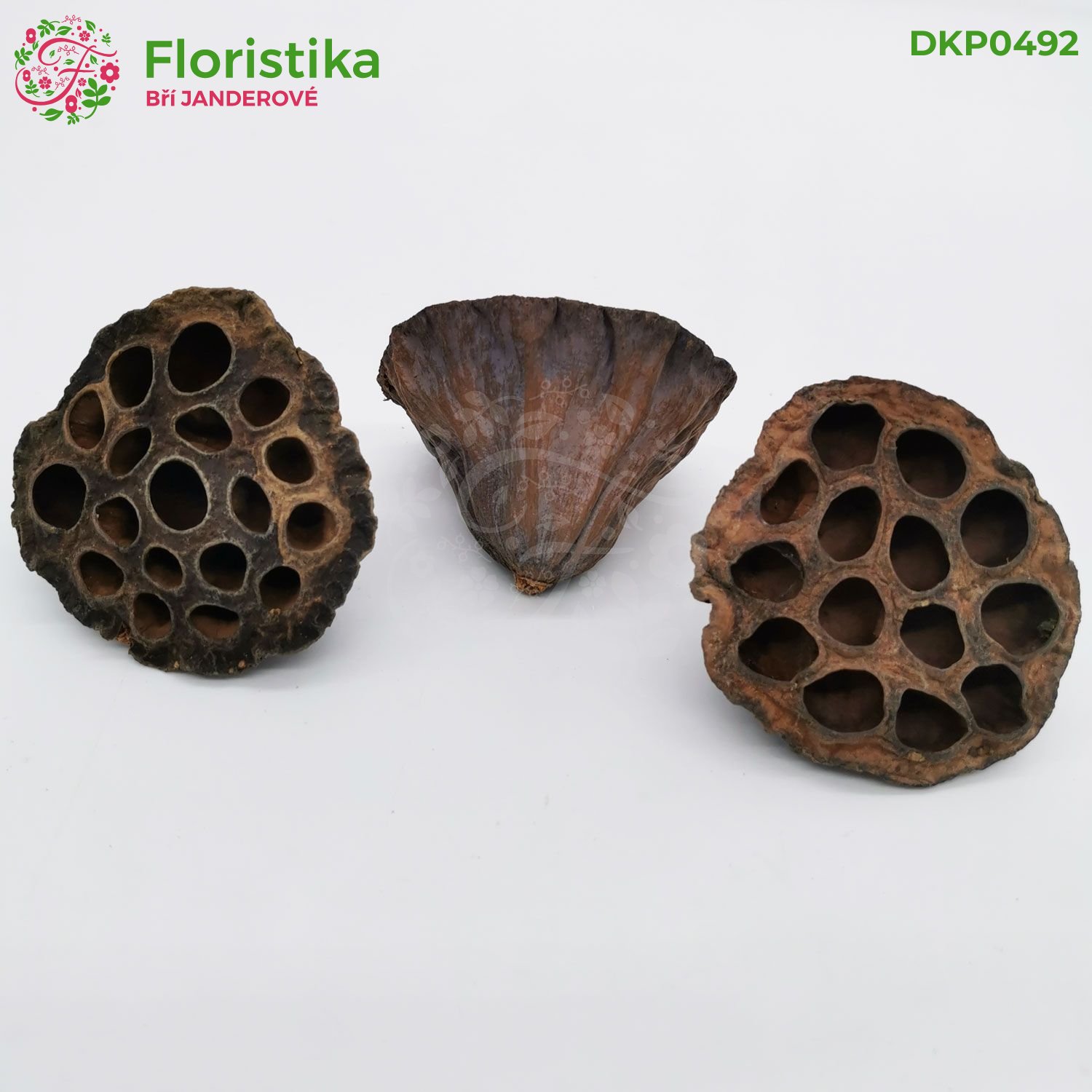 Lotos pod 6-8cm/12ks - přírodní