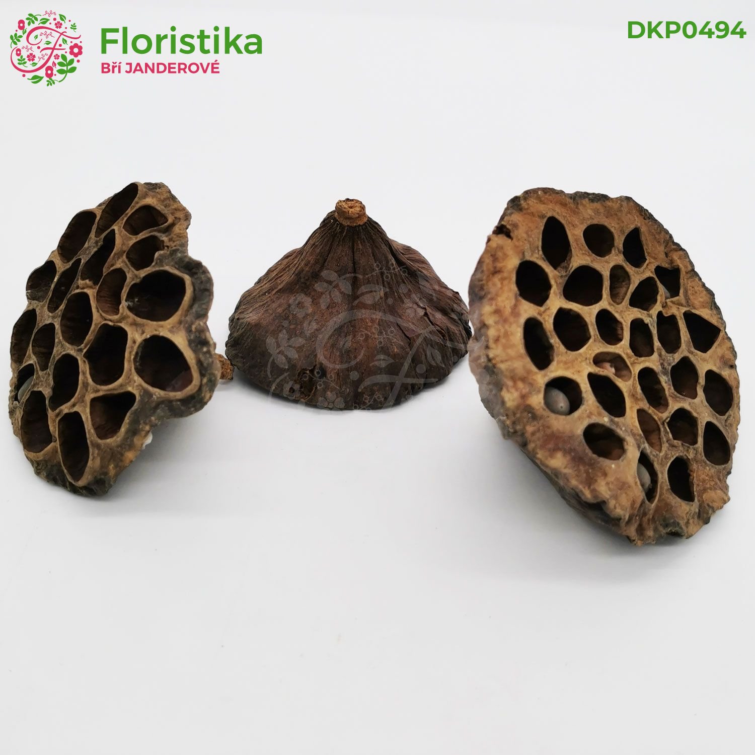 Lotos pod 8-10cm/12ks - přírodní