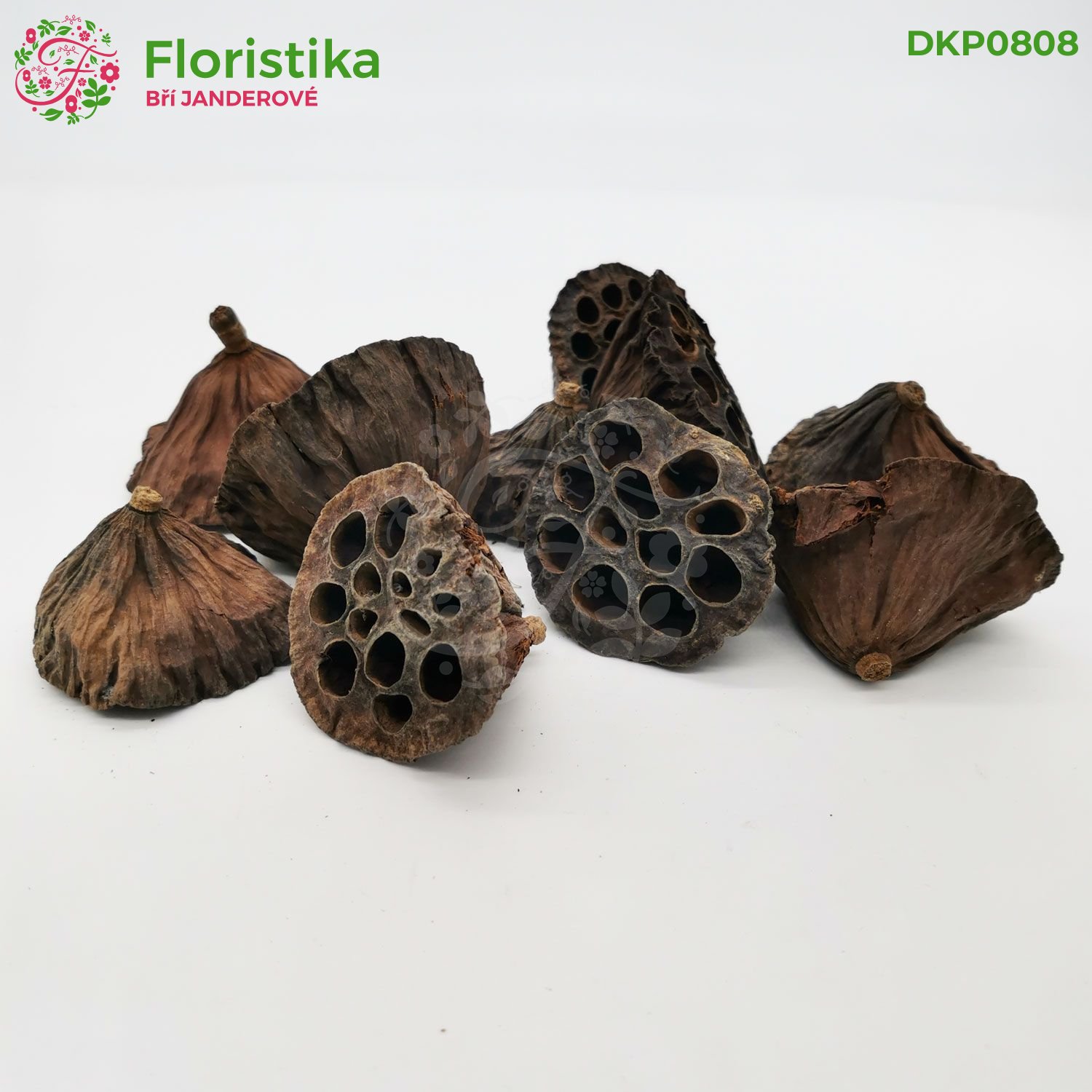 Lotus pod 7 cm - natural - 10ks