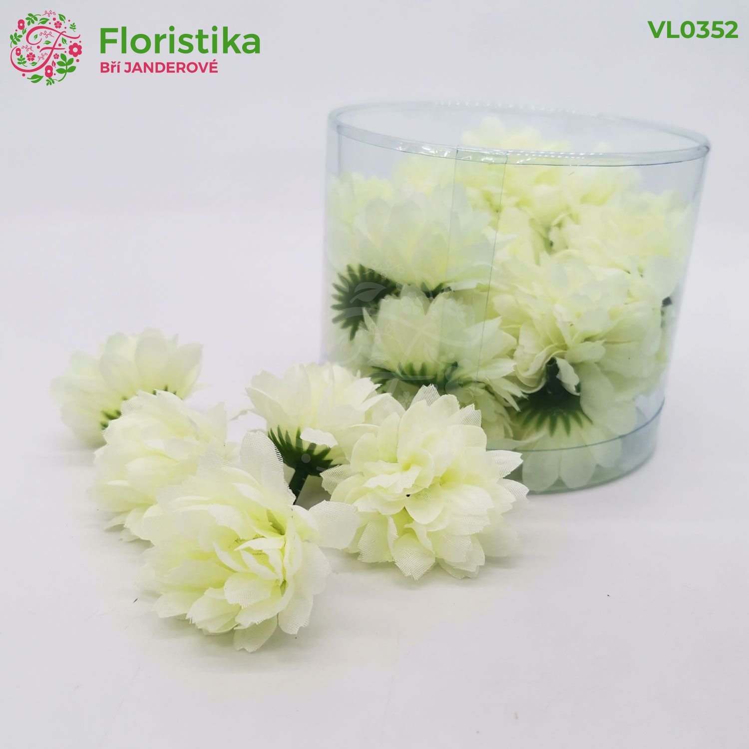 Minichryzantémka krémová 30ks