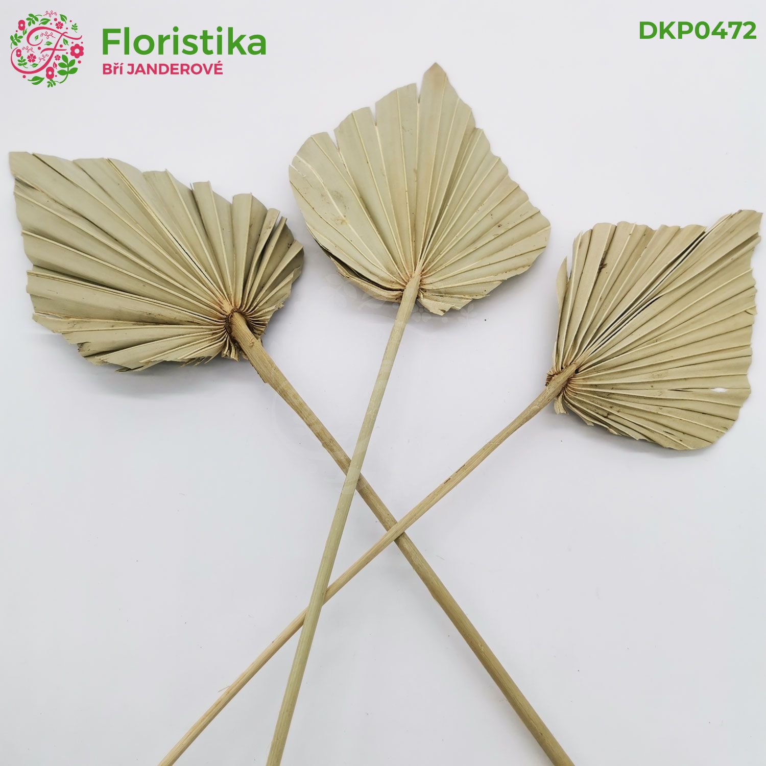 Palm spear 13-15cm/6ks - přírodní