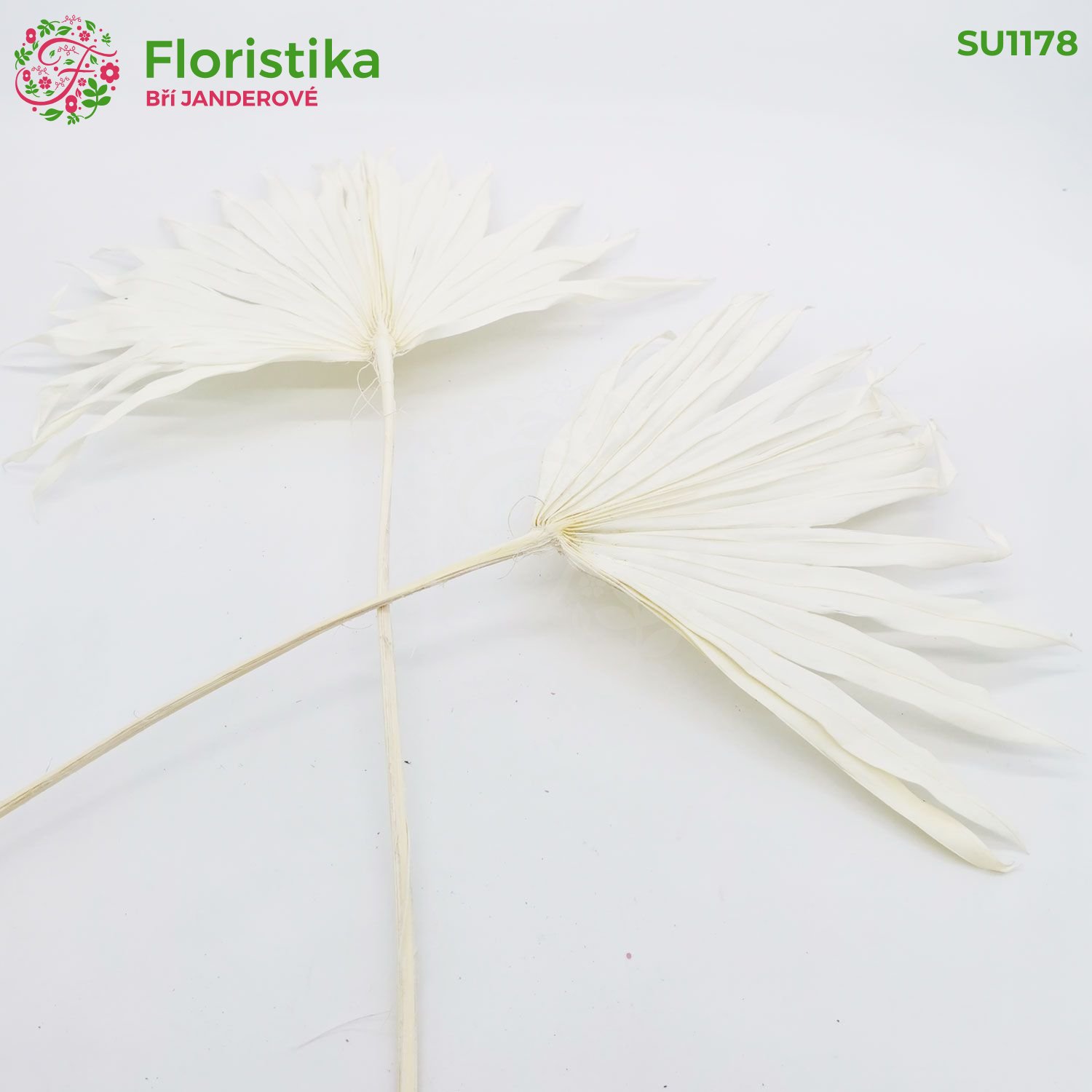 Palmový slnečný oštep odfarbený - 20ks