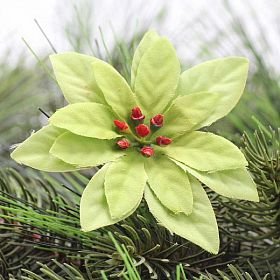 Poinsettia 8cm/24ks