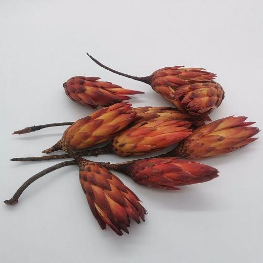 SU0787 Protea repens červená krátky stonok - 30ks