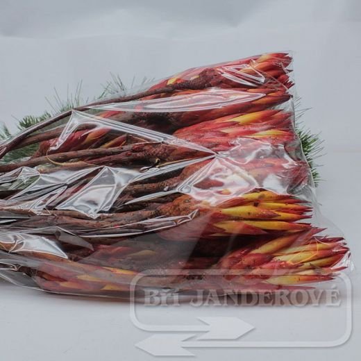 SU0646 Protea repens červená malá - 30ks