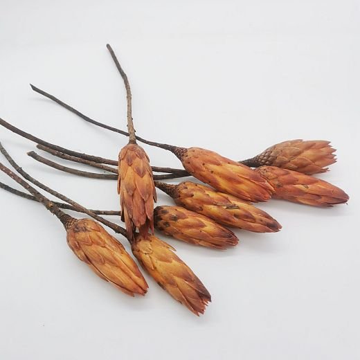 SU0647 Protea repens oranžová malá - 30ks
