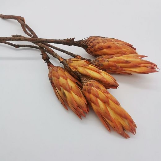 SU0786 Protea repens oranžová veľká - 20ks