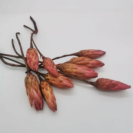 SU0648 Protea repens pink small - 30ks