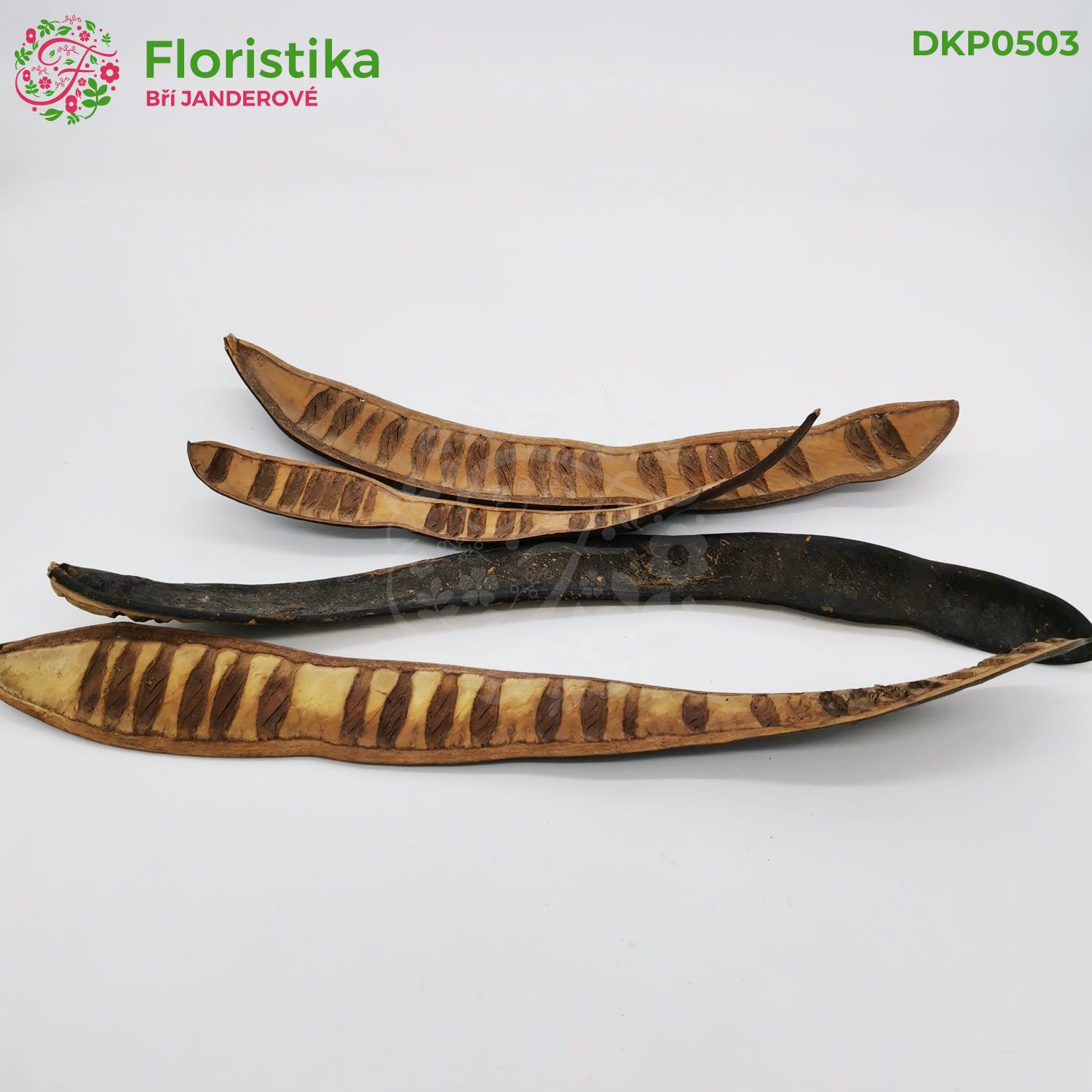 Step Fruit – přírodní sušené lusky 30–45 cm (balení 12 ks)