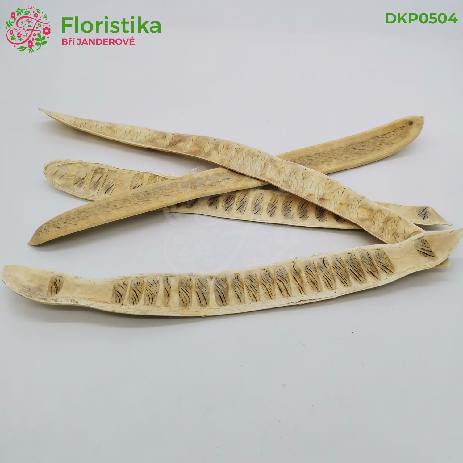 Step Fruit – přírodní vybělené sušené lusky 30–45 cm (balení 12 ks)