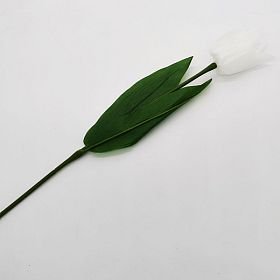 Tulipán na stonku s listy - bílá barva