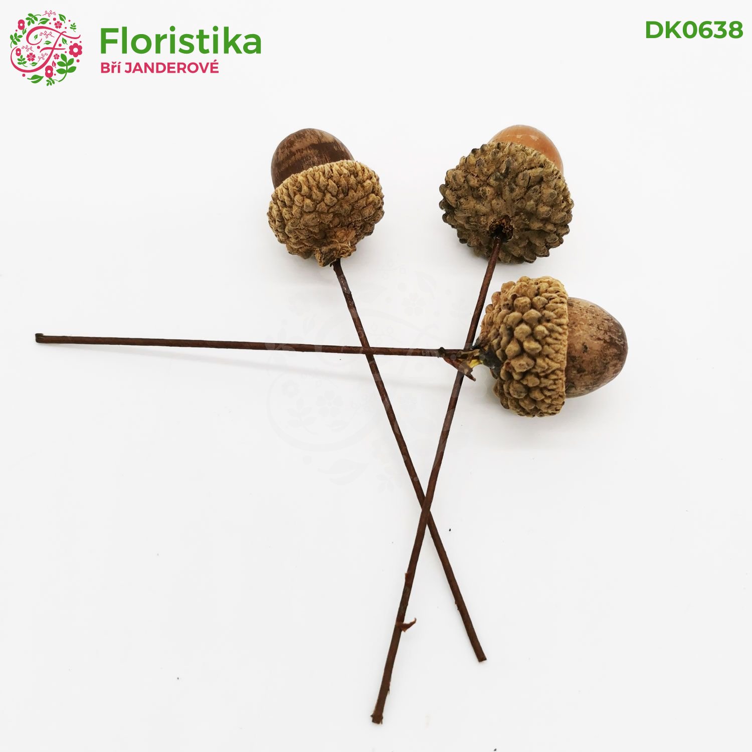 Žaluď na zápalke 3cm/24ks